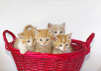 Fototapeta na wymiar Four Orange Kittens in Red Basket