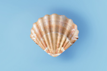 Sea shell isolated on blue background. Travel and tourism clipart