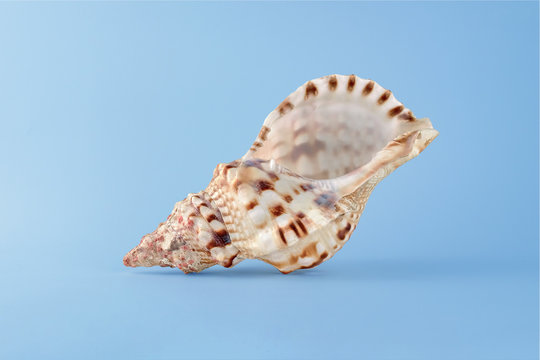 Sea shell isolated on blue background. Travel and tourism clipart