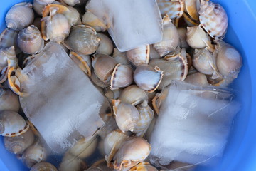 sea shells on the beach