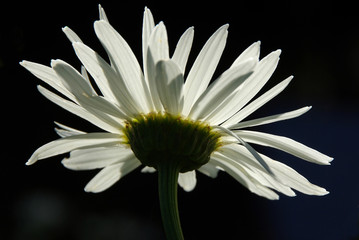 White Shasta Daisy on black background