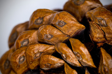 Close up of a Pine cone