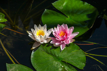Two Water Lilies with Green lily pads floating on the water.