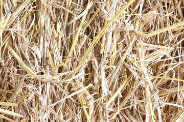 Rice straw nature pattern use for background