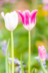 Obraz premium Closed-up Beautiful pink Tulip flower, green background