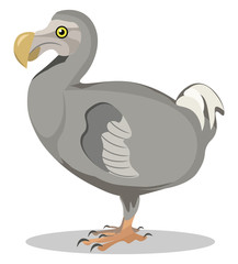 Image of dodo, vector or color illustration. © Morphart