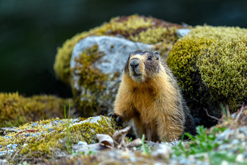 Yellow-bellied marmot (Marmota flaviventris), also known as Rock Chuck, looking out of the entrance...