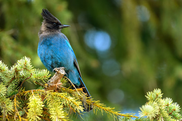 Steller's jay (Cyanocitta stelleri) perching on fir bough in Ernest Calloway Manning park, British...