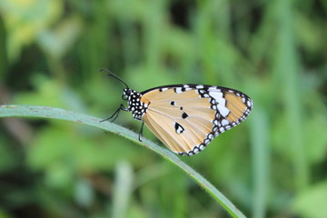  Brown butterflies are on green leaves
