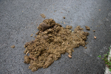 close up feces elephant.