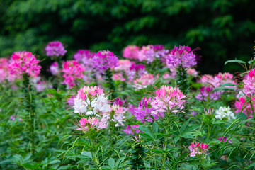 Pink Cleome spinosa flowers.