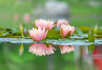 Obraz na płótnie Canvas Pink Water Lilies on the lake