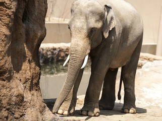札幌円山動物園で人気のアジア象