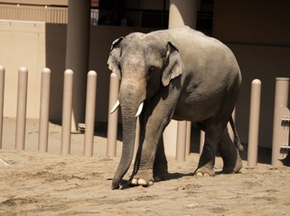 札幌円山動物園で人気のアジア象