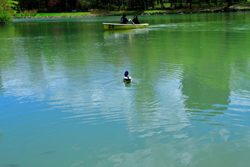 札幌中島公園のボートと水鳥の風景