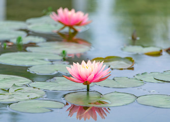 Pink Water Lilies on the lake