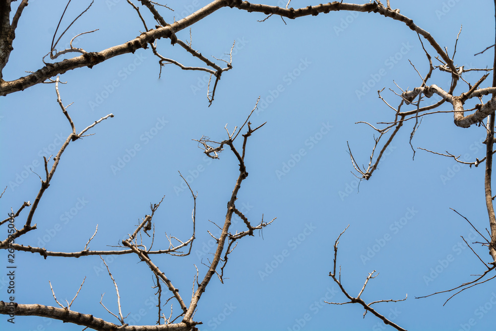 Wall mural branches in the blue sky background