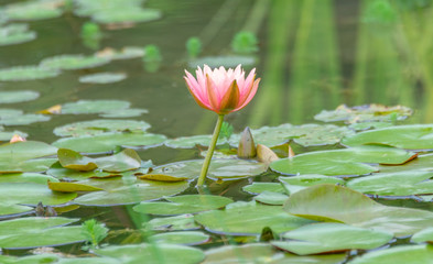 Pink Water Lilies on the lake