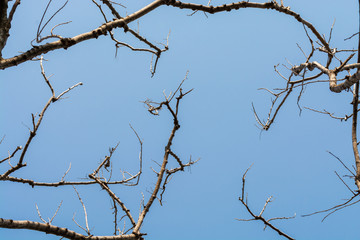 Fototapeta na wymiar Branches in the blue sky background