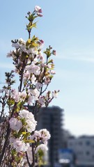 Sakura in  the town