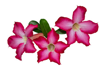 Desert rose isolated on white background have clipping path