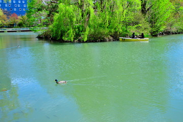 札幌中島公園のボートと水鳥の風景