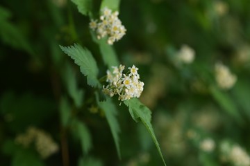 Stephanandra incisa is a deciduous shrub of the Rosaceae family.