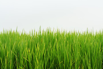 Grass green nature on white background