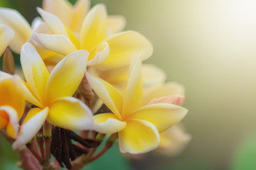 Red plumeria tropical flowers