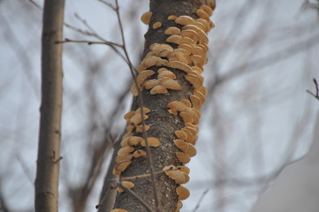 birch in spring