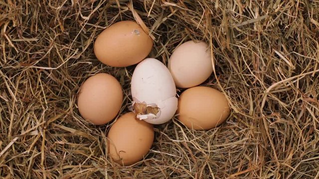 One chicken hatching from the egg in a hay nest - with fluff still wet, time lapse, top view