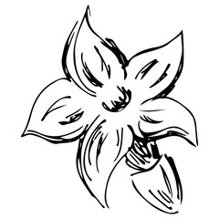  sketch blossom lavender illustration. Hand drawn. Doodle, line art.