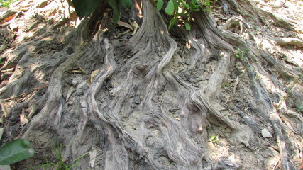 root of old tree