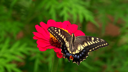 Butterfly Papilio machaon on Zinnia flower