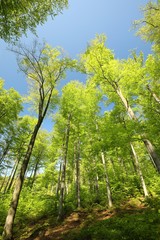 Spring beech forest against the blue sky