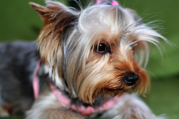 Puppy of the Yorkshire Terrier, the dog is lying on a green sofa, a large puppy portrait, vertical format, a puppy of 8 months