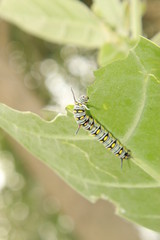 caterpillar on a leaf