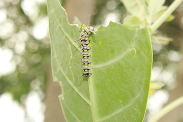 caterpillar on leaf