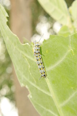 caterpillar on a leaf