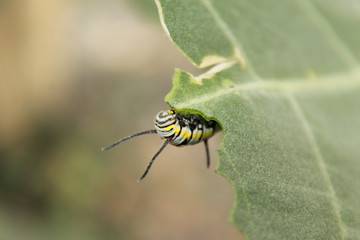 caterpillar eating on a leaf