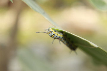 caterpillar eating on a leaf