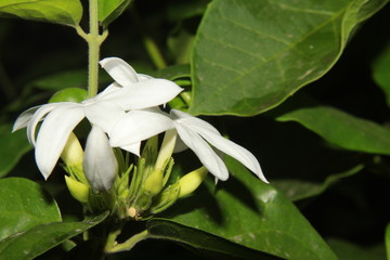 Obraz premium White color Jasmine flowers blooming in garden
