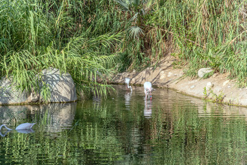 Caribbean pink flamingo standing at tropical lake with reflection
