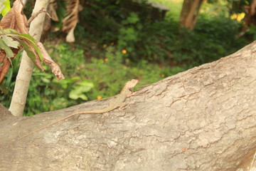 garden lizard