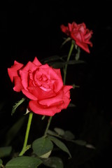 rose on black background