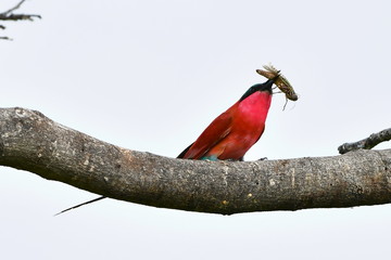 souther carmine bee-eater bird eating insect 