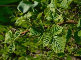  raspberry bush in spring