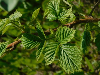  raspberry bush in spring