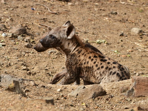 cute young spotted hyaena,South Africa