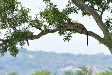 young leopard and its mum in tree